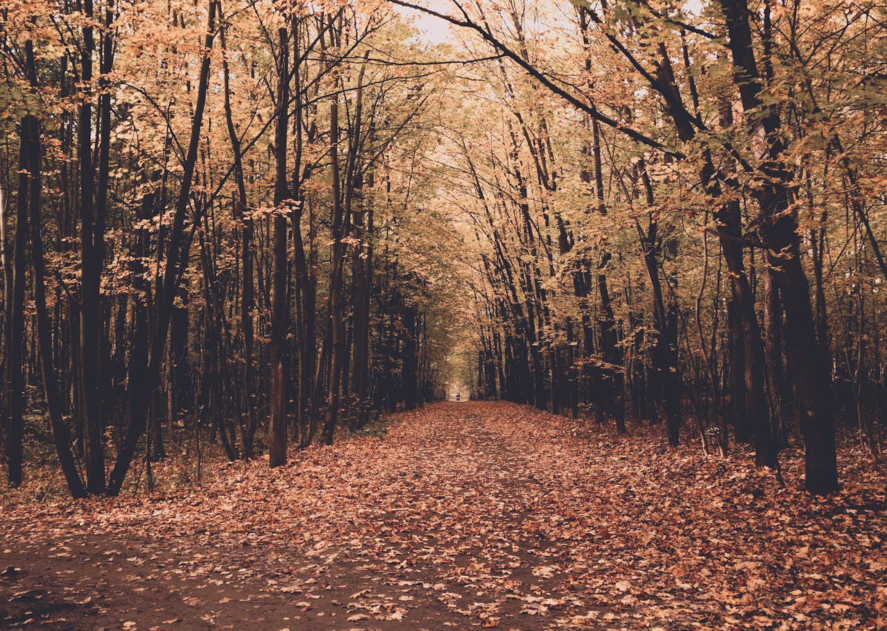 Autumn Forest